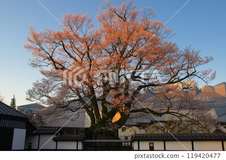 Nagahime Edohigan (Yasutomi Sakura) in full bloom at dawn 119420477