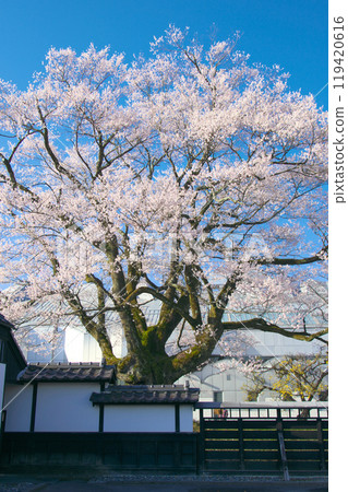 One cherry-blossom - Major princess Edohigan (Anzitomi Sakura) 119420616