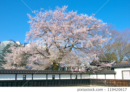 One cherry-blossom - Major princess Edohigan (Anzitomi Sakura) 119420617