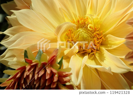 Japanese Dahlia 119421328