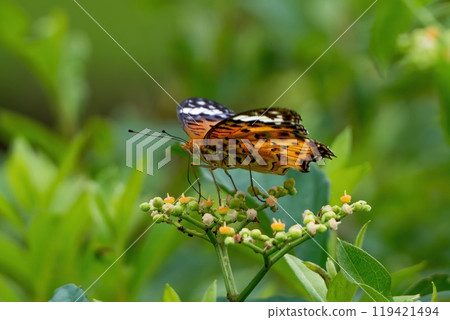 A female swallowtail butterfly sucking nectar from a Cabbage flower A female swallowtail butterfly sucking nectar from a Cabbage flower 119421494