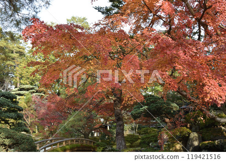 Autumn in the Kyoto Imperial Palace: Maple trees near the inner garden and Tsuchihashi bridge 119421516