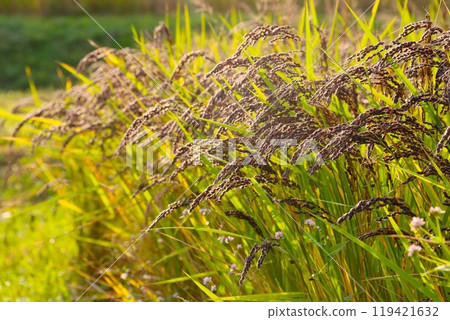 毛呂山町梯田中生長的古老稻穗 119421632