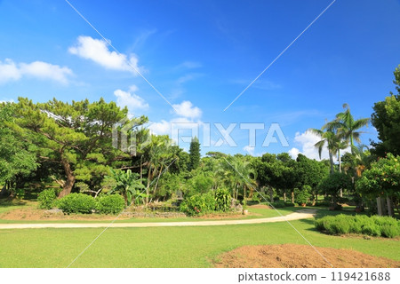 夏日晴空下的宮古島熱帶植物園充滿生氣的景色 夏日晴空下的宮古島熱帶植物園充滿生氣的景色 119421688
