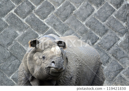 Rhino 119421830
