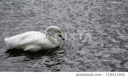 天鵝漂浮在池塘的表面 119421942