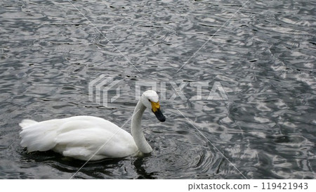 天鵝漂浮在池塘的表面 119421943