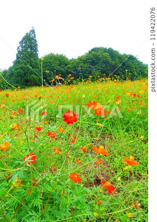 Cosmos in full bloom, Autumn cherry blossoms, Cosmosberg, Omoshiroyama Plateau Cosmos in full bloom, Autumn cherry blossoms, Cosmosberg, Omoshiroyama Plateau 119422076