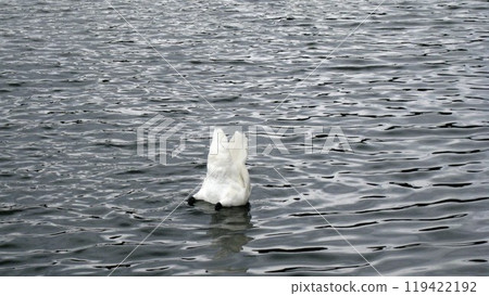 A swan hiding its head but not its tail A swan hiding its head but not its tail 119422192