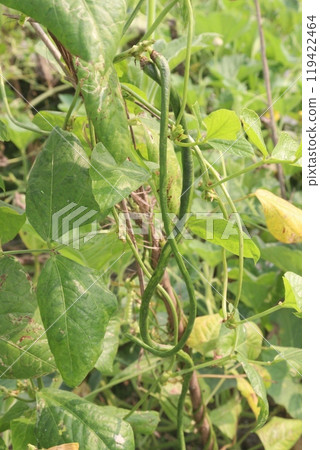Yardlong bean plant on farm for harvest Yardlong bean plant on farm for harvest 119422464