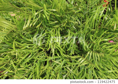Zamia integrifolia leaf plant on nursery 119422475