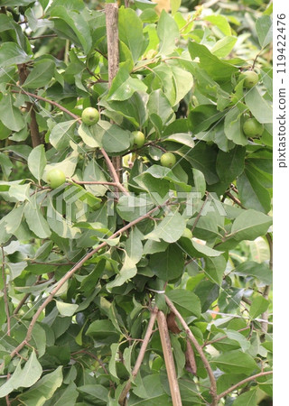 Ziziphus budhensis fruit on tree in nursery 119422476