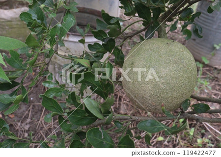 Wood apple on tree in farm 119422477