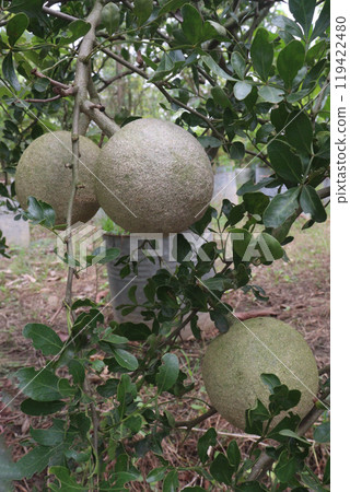 Wood apple on tree in farm 119422480