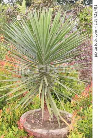 yucca aloifolia leaf plant on nursery 119422491