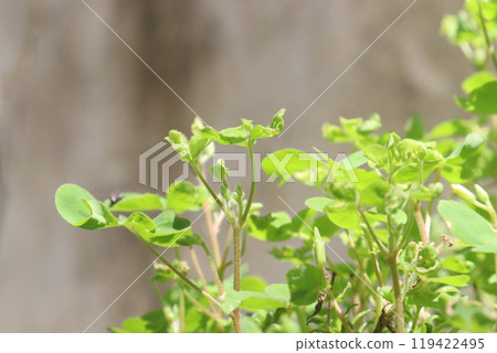 Wood sorrels flower, medicinal plant on nursery Wood sorrels flower, medicinal plant on nursery 119422495