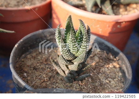 Zebra haworthia leaf plant on pot in nursery 119422505