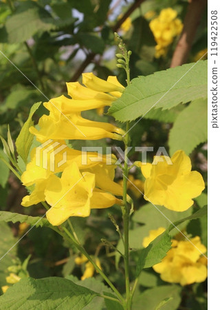 Yellow elder flower plant on farm 119422508