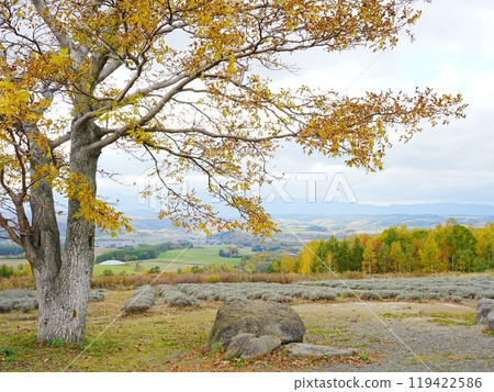 北海道富良野六鄉展望台的壯麗景色 紅葉風景 119422586