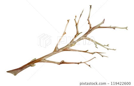 Tree, berry or bush branch twig with no leaves, early spring, late autumn or winter, green stalks, buds. Botanical illustration hand drawn in watercolor, isolated on white. Wedding, florist shop. 119422600