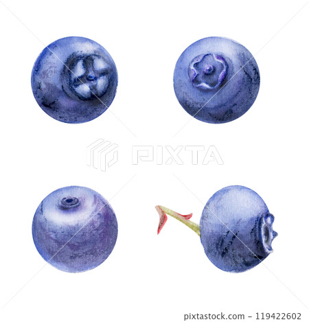 Blueberry blackberry sloe fruit, hand drawn in watercolor, forest berry bilberry huckleberry blackthorn. Set of botanical isolated elements illustration. Restaurant, cafe menu, wedding, farmers market Blueberry blackberry sloe fruit, hand drawn in watercolor, forest berry bilberry huckleberry blackthorn. Set of botanical isolated elements illustration. Restaurant, cafe menu, wedding, farmers market 119422602