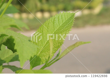 Yellow elder flower plant on farm 119422698