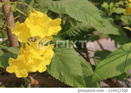 Yellow elder flower plant on farm 119422700
