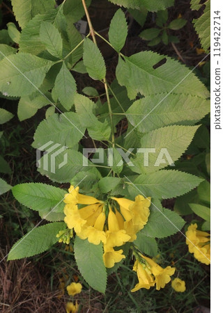 Yellow elder flower plant on farm Yellow elder flower plant on farm 119422714