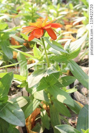 Zinnia angustifolia flower plant on nursery 119422720