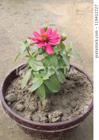Zinnia angustifolia flower plant on nursery 119422727