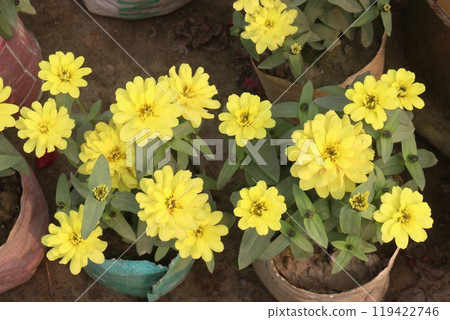 Zinnia angustifolia flower plant on nursery 119422746