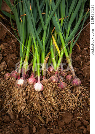 Fresh garlic, harvested directly from the garden, is a natural product 119423185
