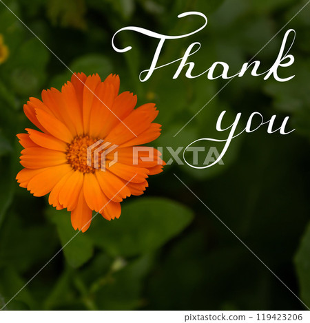 A man's hand holds an orange flower, against a background of plants and under the rays of the sun 119423206