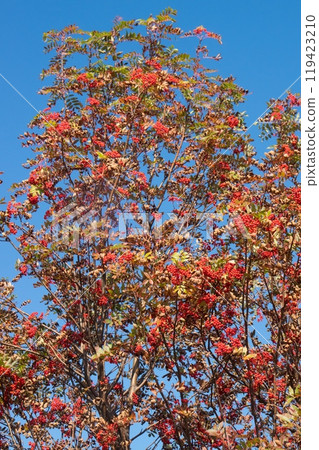 羅文漿果,豐收 羅文漿果,豐收 119423210