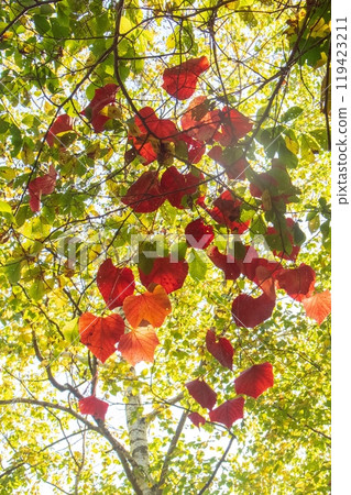 Autumnal foliage of wild grapes 119423211