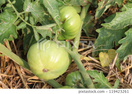 raw tomato on tree in farm for harvest 119423261