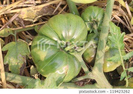 raw tomato on tree in farm for harvest raw tomato on tree in farm for harvest 119423262