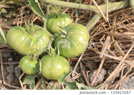 raw tomato on tree in farm for harvest raw tomato on tree in farm for harvest 119423267