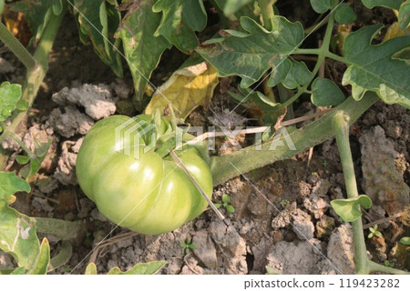 raw tomato on tree in farm for harvest raw tomato on tree in farm for harvest 119423282