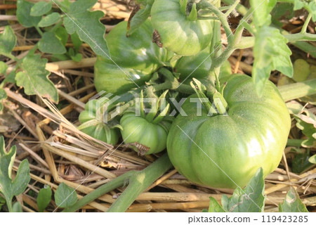 raw tomato on tree in farm for harvest raw tomato on tree in farm for harvest 119423285