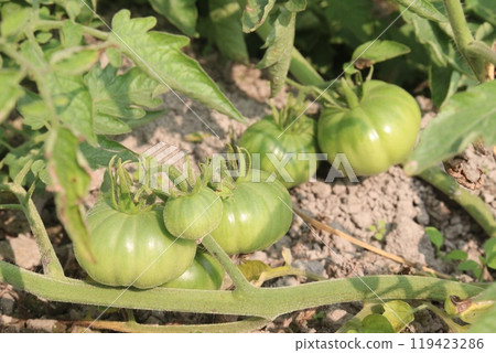 raw tomato on tree in farm for harvest raw tomato on tree in farm for harvest 119423286