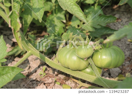 raw tomato on tree in farm for harvest 119423287