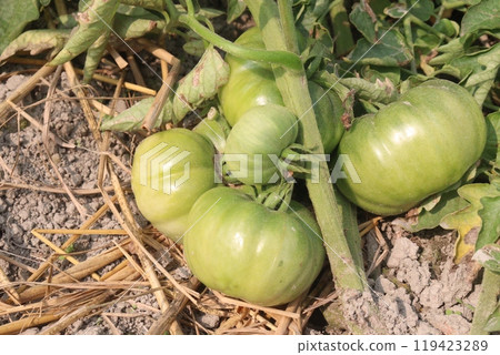 raw tomato on tree in farm for harvest raw tomato on tree in farm for harvest 119423289
