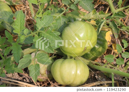 raw tomato on tree in farm for harvest 119423290