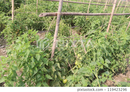 raw tomato on tree in farm for harvest raw tomato on tree in farm for harvest 119423296