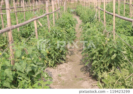 raw tomato on tree in farm for harvest raw tomato on tree in farm for harvest 119423299