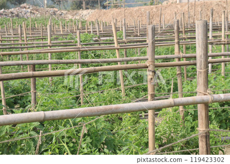 raw tomato on tree in farm for harvest raw tomato on tree in farm for harvest 119423302