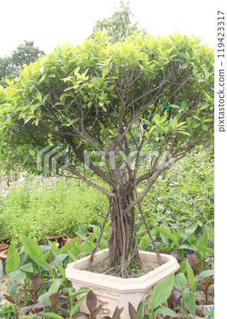 Weeping fig plant on nursery for sell Weeping fig plant on nursery for sell 119423317