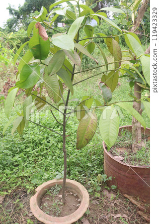 Velvet Apples fruit plant seedling on nursery 119423329