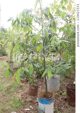 Velvet Apples fruit plant seedling on nursery 119423331